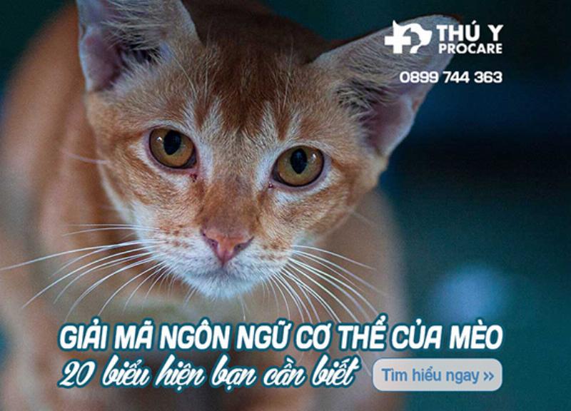 Ảnh minh họa mèo gầm gừ hoặc rít lên, tín hiệu cảnh báo rõ ràng trong danh sách dấu hiệu mèo ghét bạn